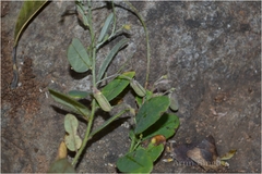 Crotalaria prostrata